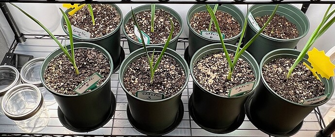 Garlic Day 37