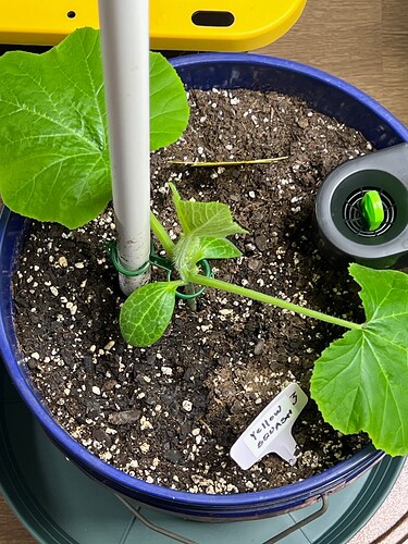 Yellow Squash 3 Day 26