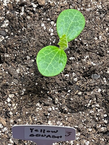 Yellow Squash 3 Day 14