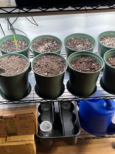 Garlic Day 21