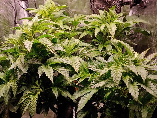 20191130_154820_HDR