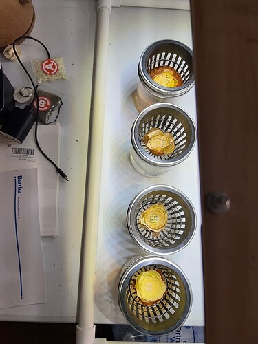 Onion Sprouts Day 33