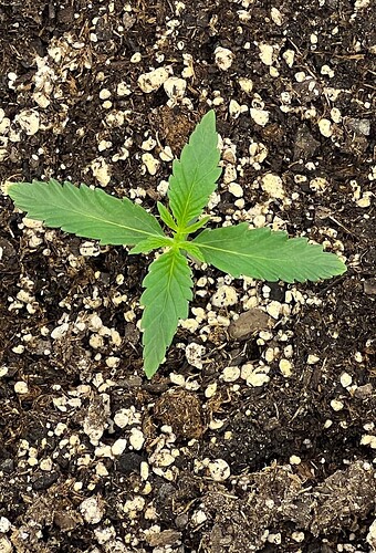 Monkey Slapz in the soil Day 8