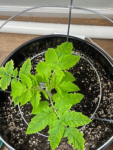 Cherry Tomato Day 42