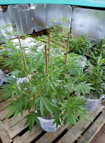 IMG-20200204-WA0001