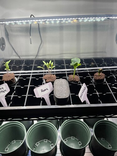 Seed Starter Trey Day 10