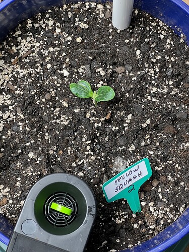 Yellow Squash 2 Day 11