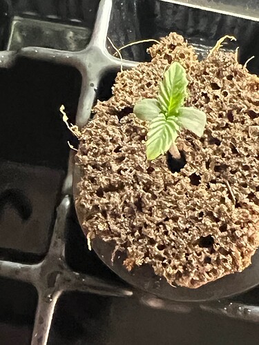 Monkey Slapz Day 8