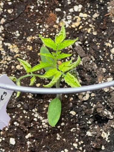 Cherry Tomato Day 25