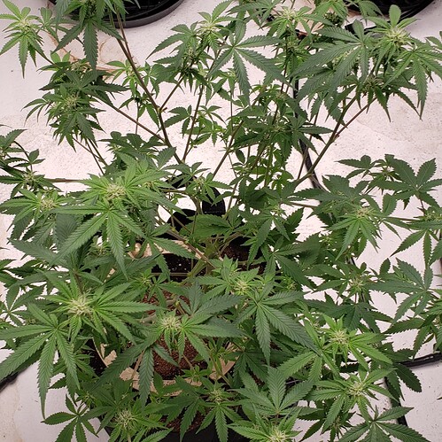 20211105_103902_resized