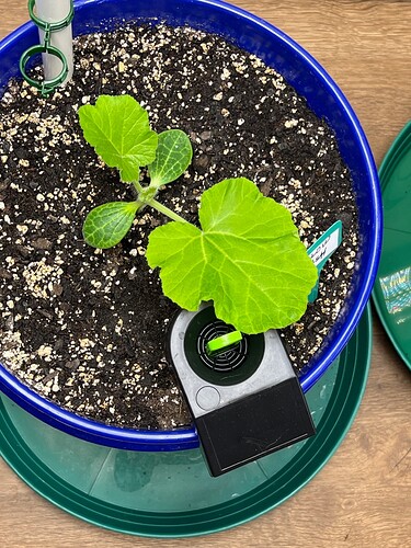 Yellow Squash 1 Day 21