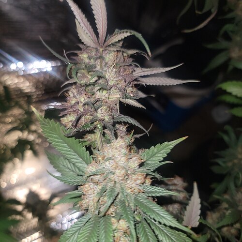 IMG_20201104_080108_933