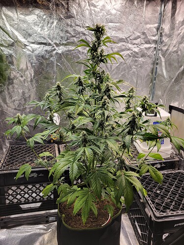 955 (3)