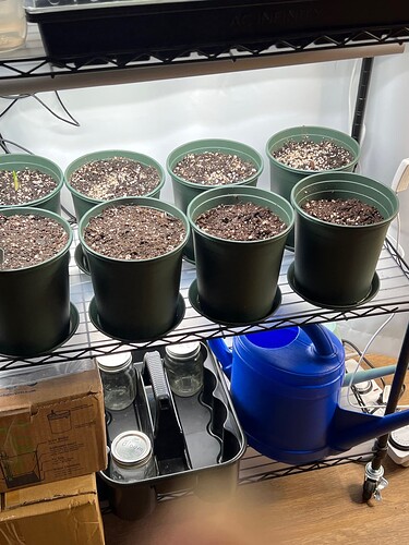 Garlic Day 20