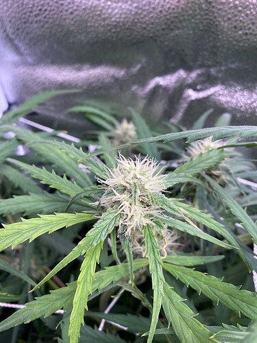 Trizzlers at Day 54 since popping soil