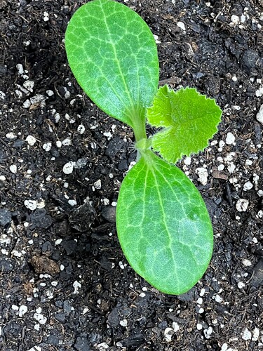 Yellow Squash 1 Day 15