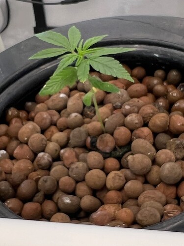 Plant 7
