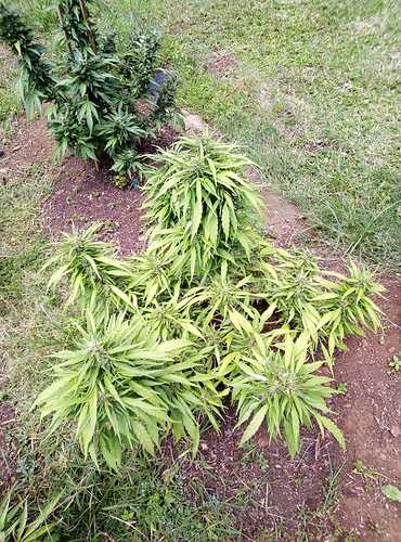 IMG-20210214-WA0006