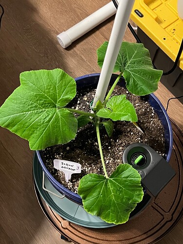 Yellow Squash 3 Day 30