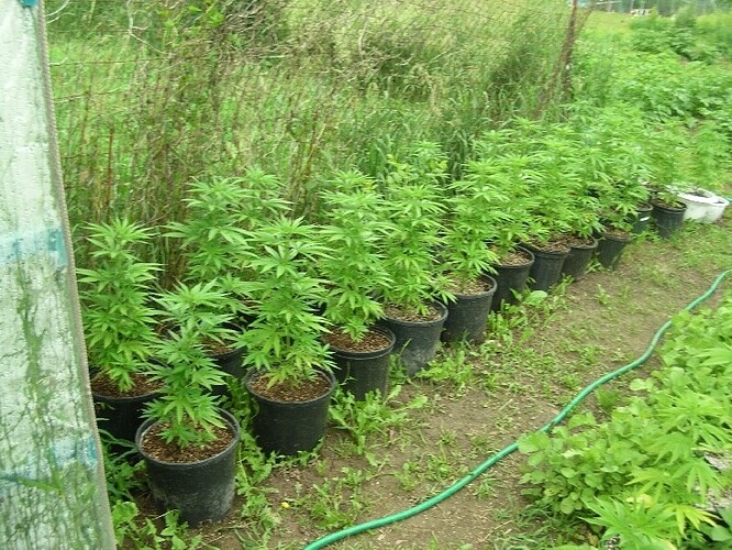 buddiies
