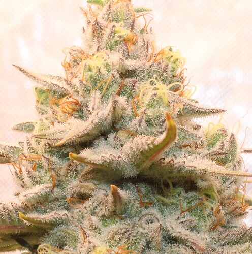 Bud2BlowUP