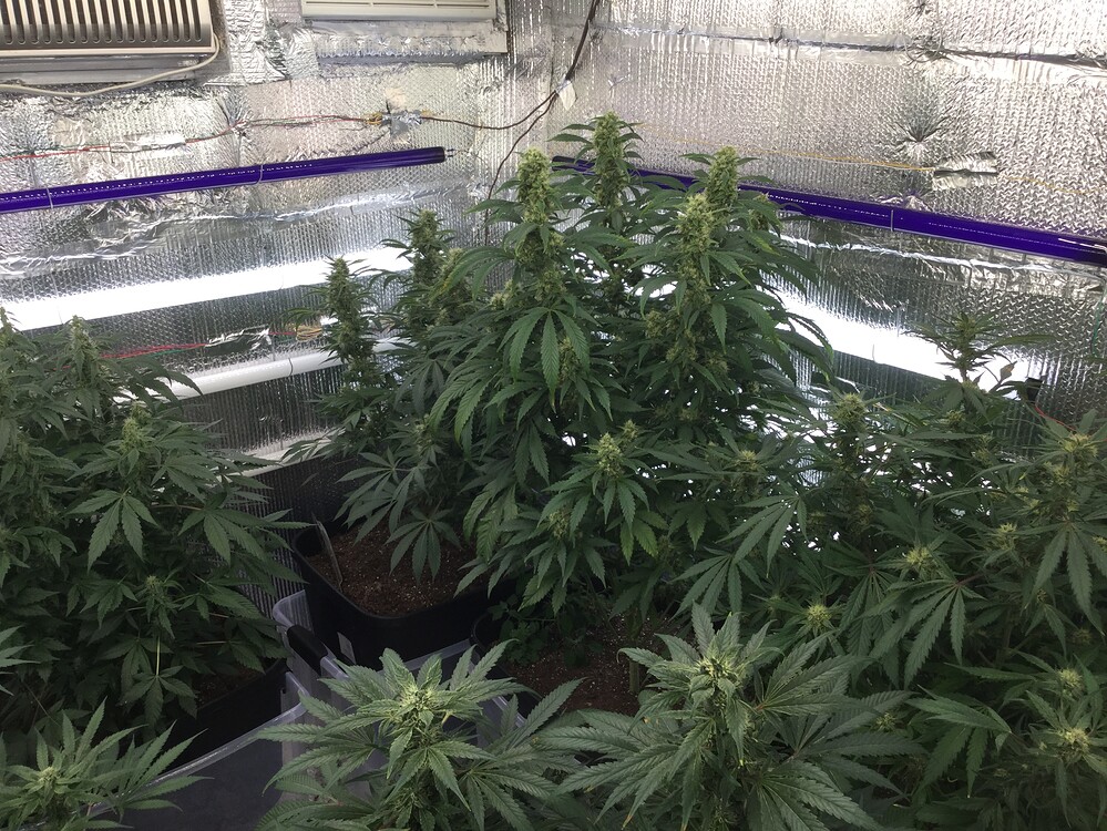 Whats the best reflective material for grow room walls? Grow from