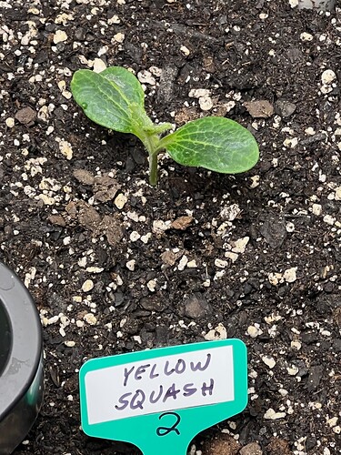 Yellow Squash 2 Day 14
