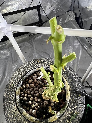 OC Stem