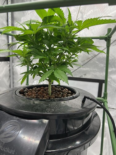 Day 30 b