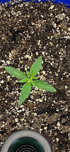 Monkey Slapz in the soil Day 9