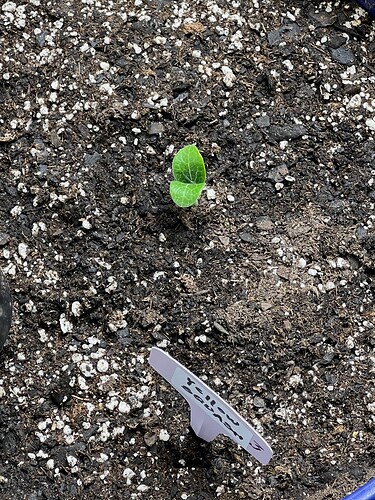 Yellow Squash 3 Day 10