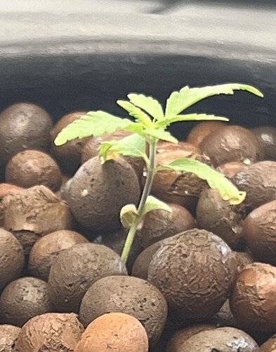 Day 17 B