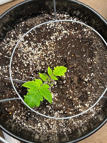 Roma Tomato Day 29
