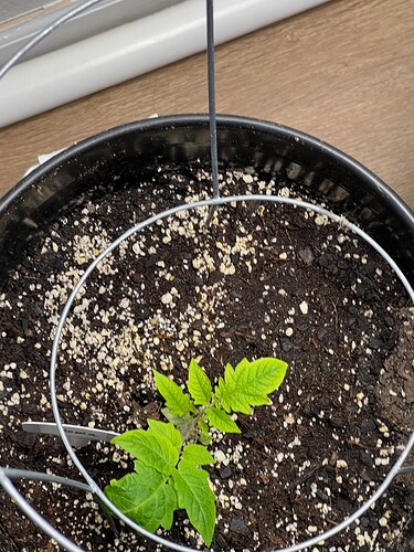 Roma Tomato Day 30