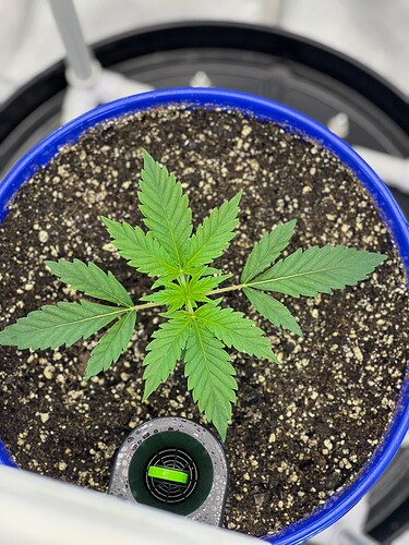 Monkey Slapz in the soil Day 16