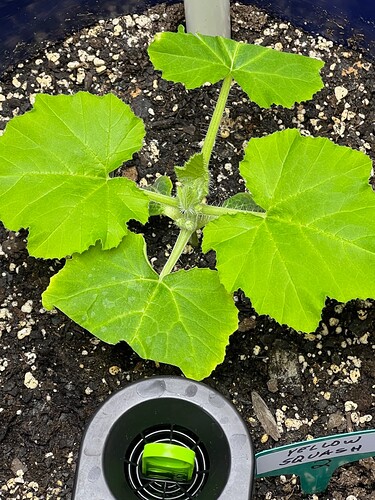 Yellow Squash 2 Day 29