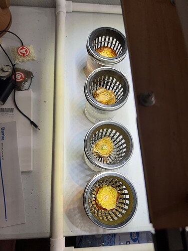 Onion Sprouts Day 34