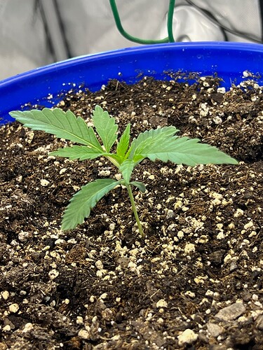 Monkey Slapz Side view Day 11