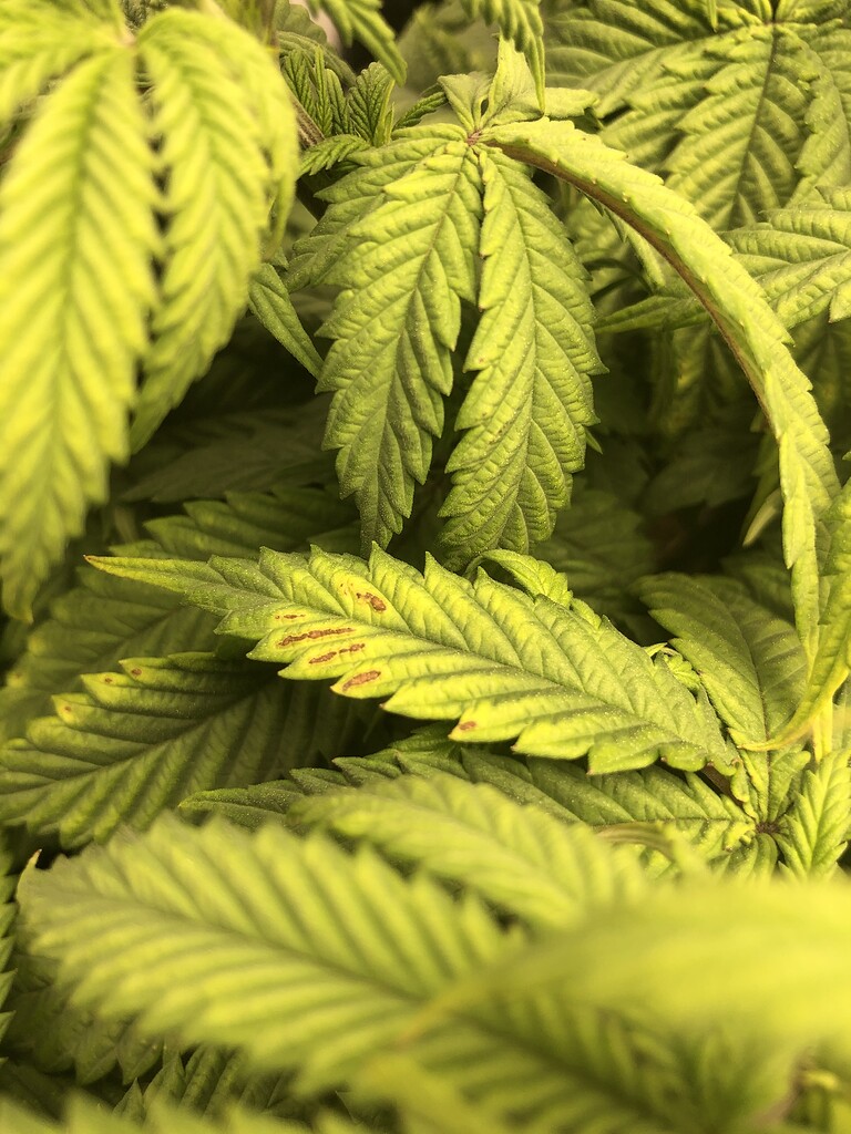 Magnesium deficiency? Grow from Home Growers Network Forum