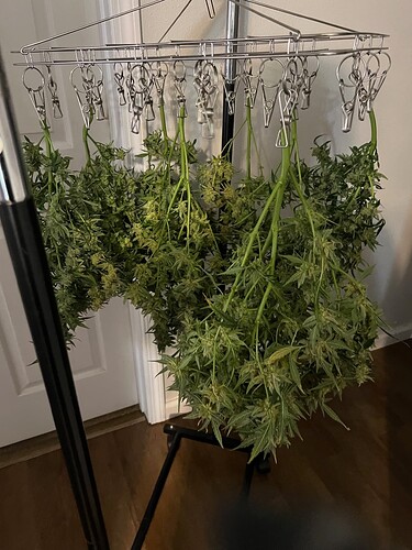 Hanging ready to dry
