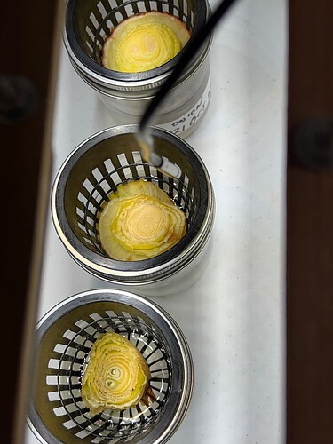 Onion Sprouts Day 25