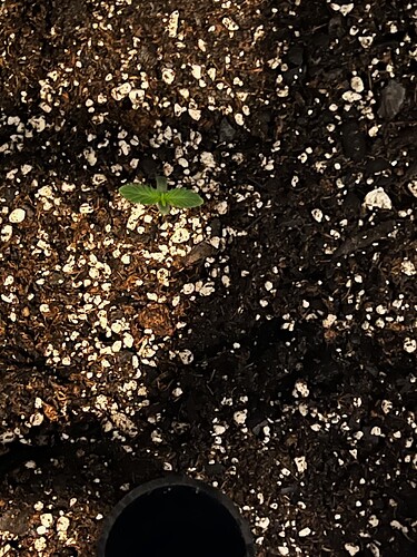 Monkey Slapz in the soil 22 Oct 25