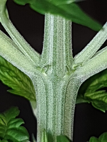 2020-06-05-21-36-39-845