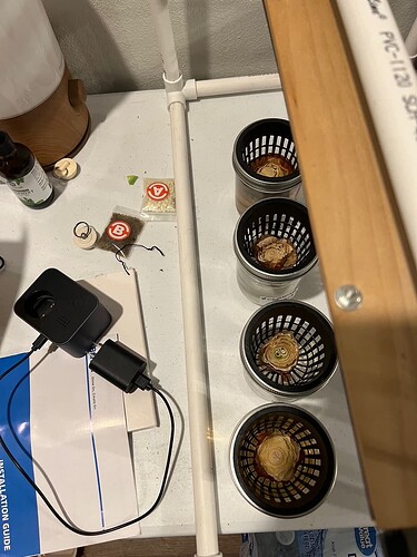 Onion Sprouts Day 35