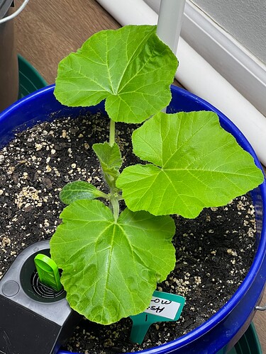 Yellow Squash 1 Day 26