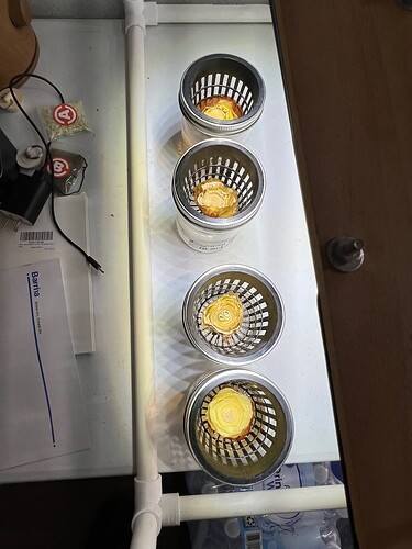 Onion Sprouts Day 32