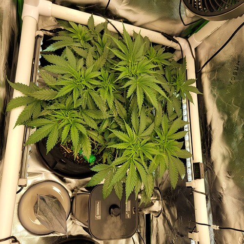 17609062405572753579293029432377