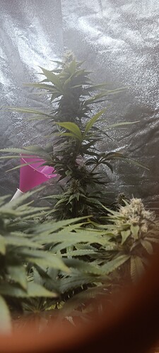 17075932982978375607216851594527