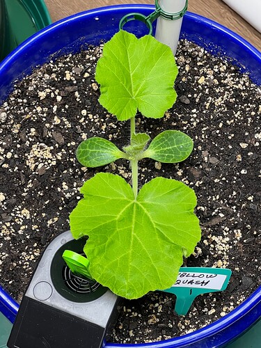 Yellow Squash 1 Day 22