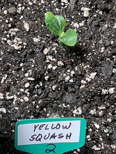 Yellow Squash 2 Day 10
